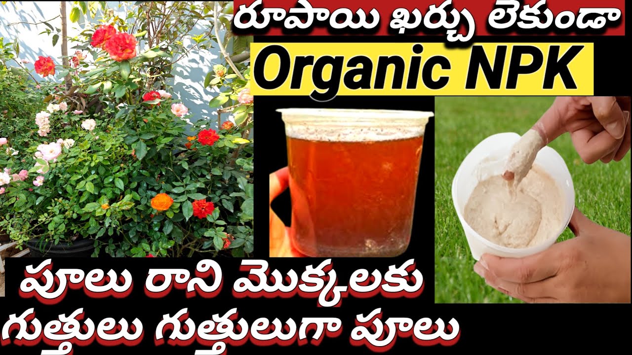 రూపాయి ఖర్చులేని ఇంట్లో తయారు చేసుకునే Organic NPK//100% Result//how to make organic npk at home
