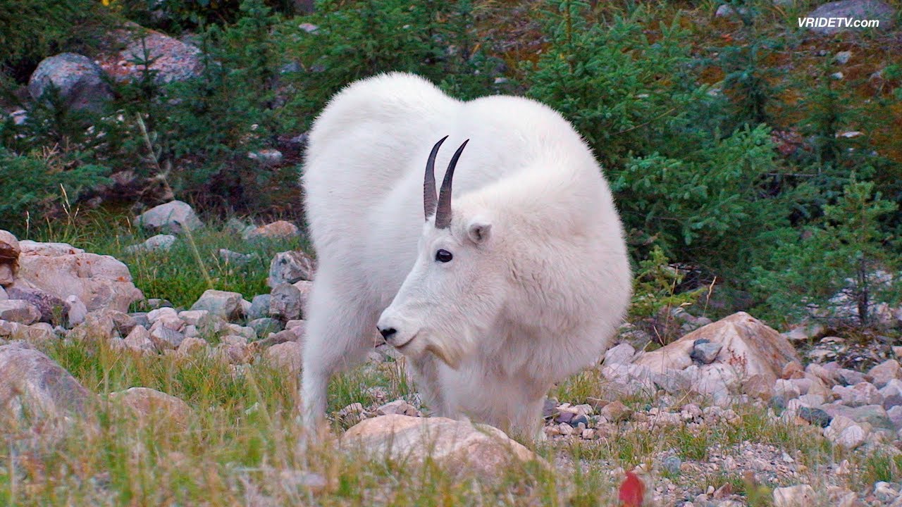 Motorcycle riding, mountain goats, Jasper National Park, Alberta Canada. vridetv.com