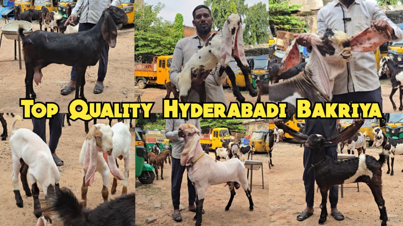 Top Quality breedline ke hyderabadi bakriya & 🐐 kids available in Hyderabad at i a Mashallah 🐐 farm