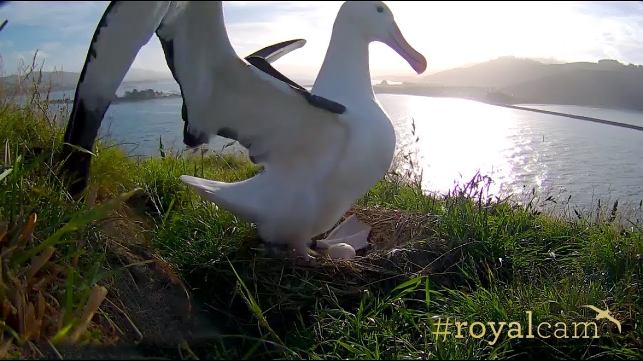 #RoyalCam 2017 highlights: Tūmanako has fledged!