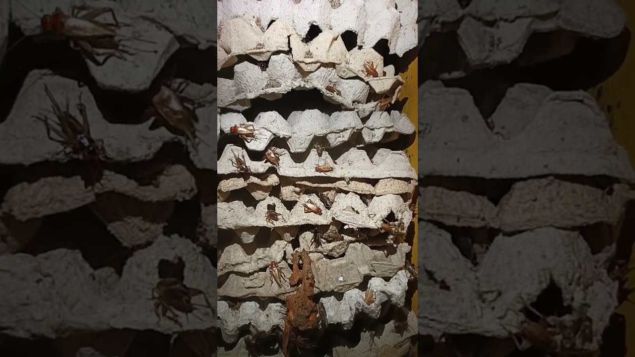 Kun BirdFarm sedang live sekarang!