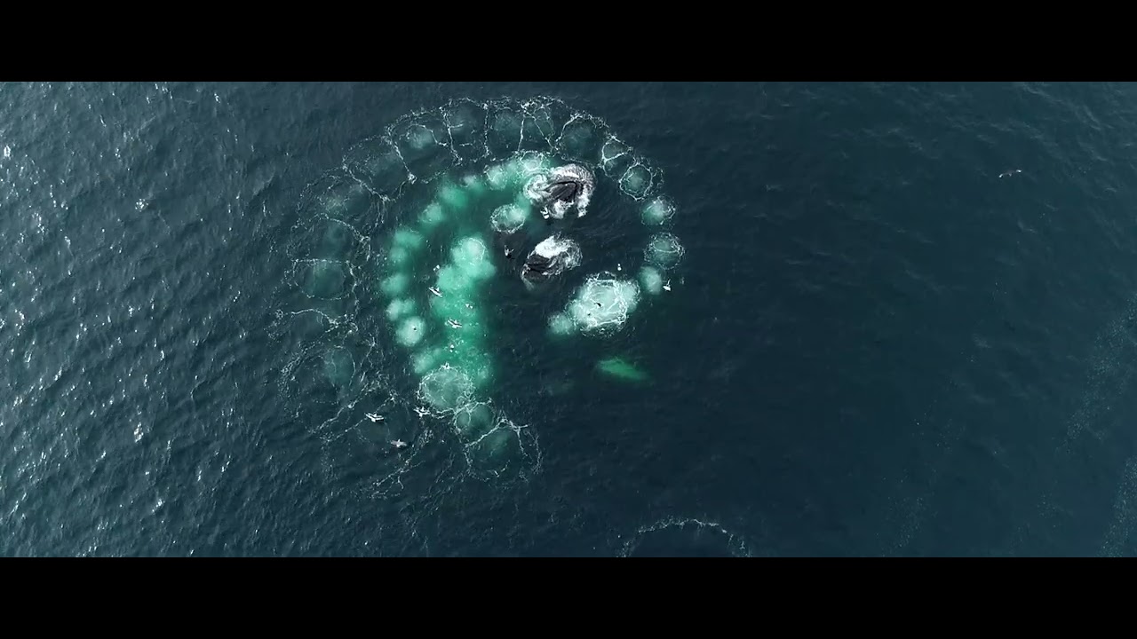 Sacred Circle | A Duet with the Ocean