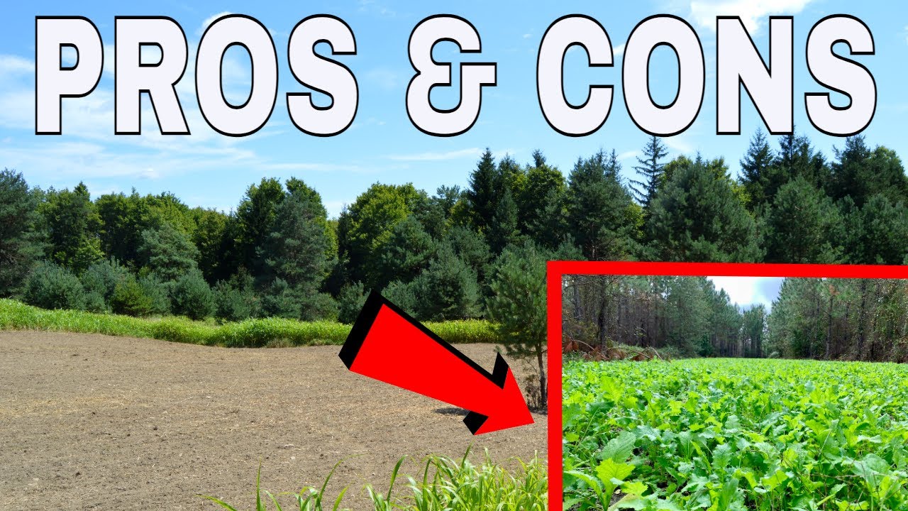 PLANT OR DON'T PLANT Food Plots In Low PH Soils?