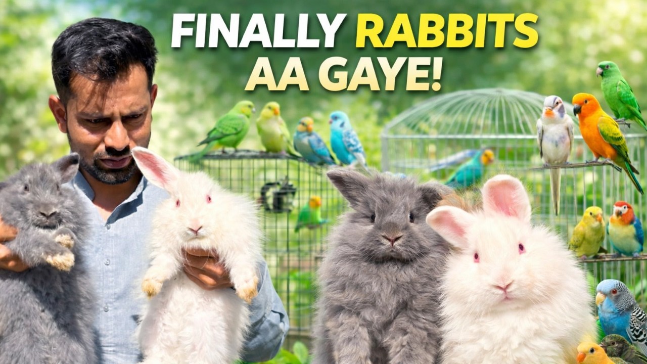 Finally Rabbits Aa Gaye 🐰 | First Day At Home