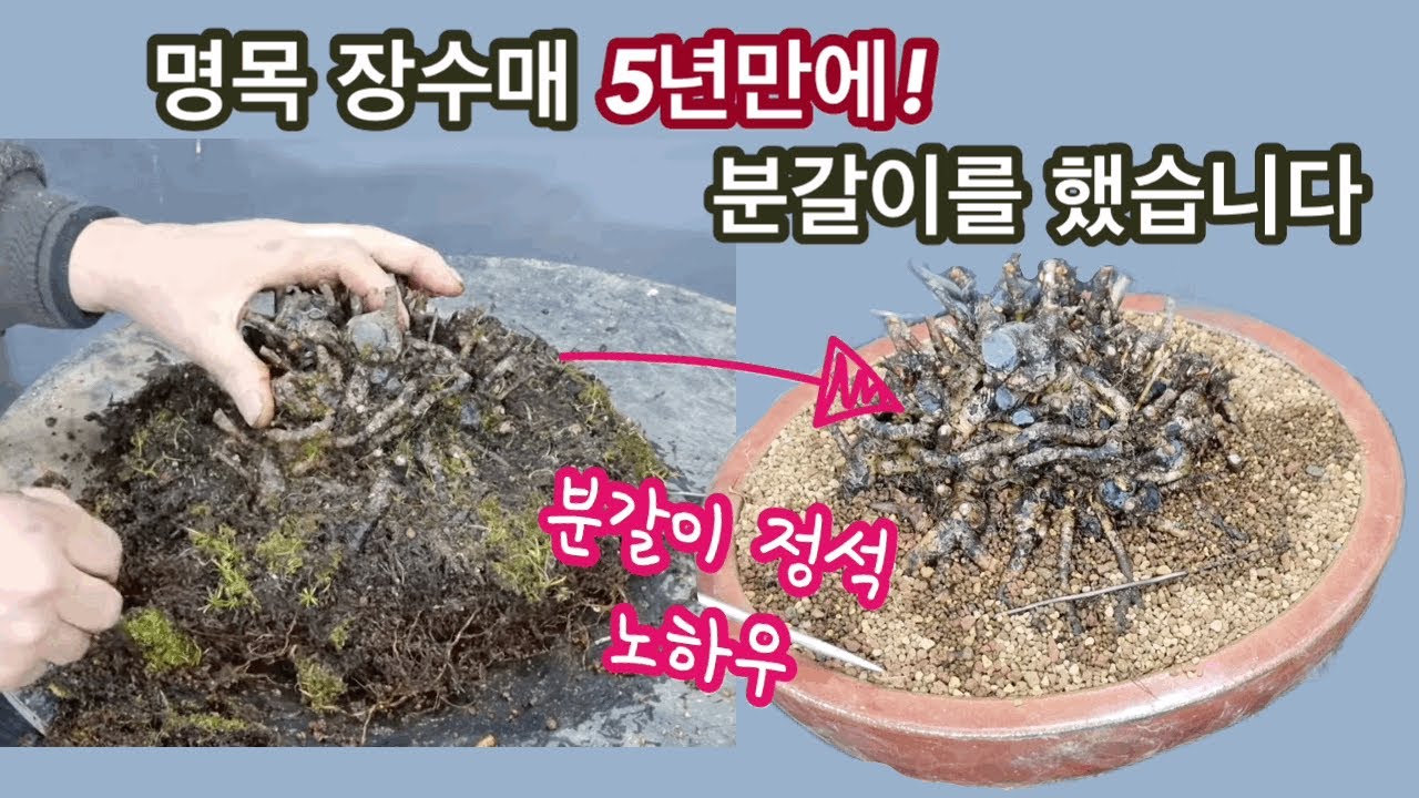 장수매 명품소재 분갈이 /뿌리만들기 3년