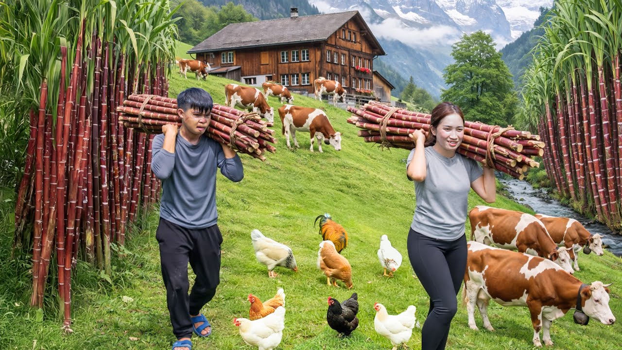 Harvesting Fresh Sugarcane on small farm, Caring for 7-Day-Old Chicks | Peaceful Rural Life