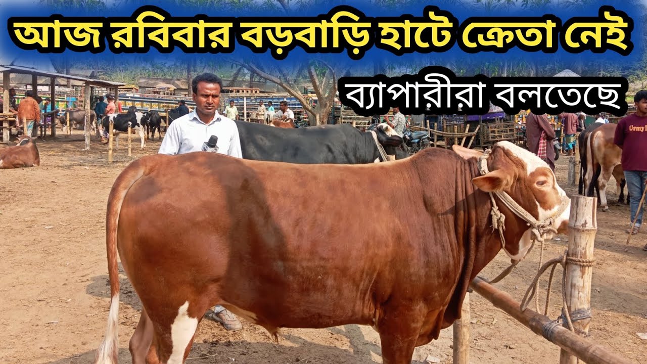 ১/৩/২৬/ রবিবার বড়বাড়ী হাটে আমদানি বেশি ক্রেতা নেই ব্যাপারীদের মাথায় হাত দেখেন ব্যাপারীরা কি বলতেছে!