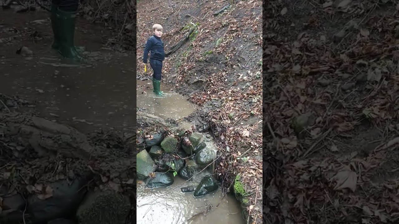 Woodland  for camping 