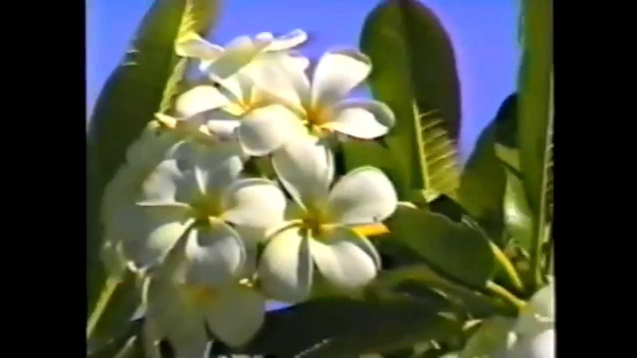 HAWAII 2000