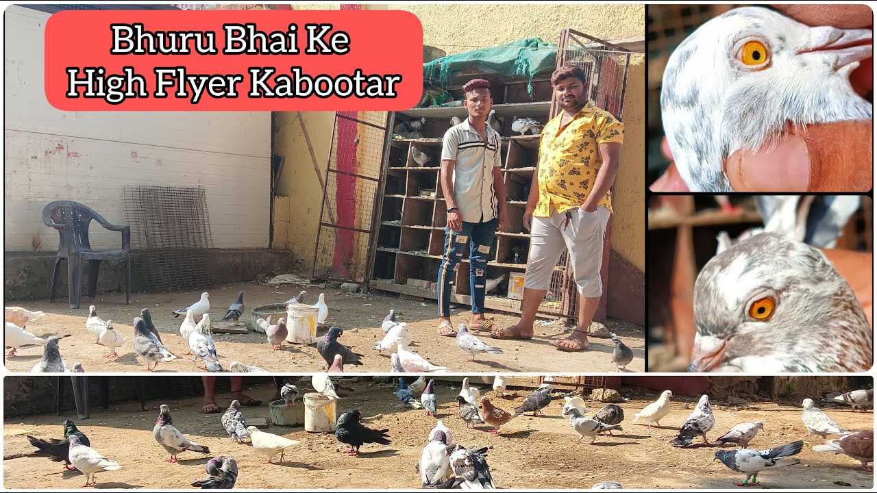 Bhuru Bhai Ke High Flyer Kabootar // Quality Pigeon Loft
