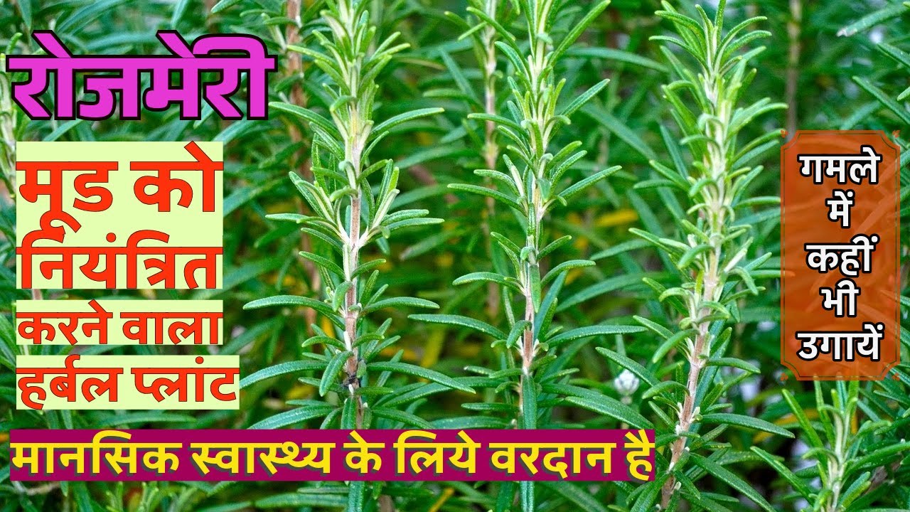 Growing Rosemary in pot. Rosemary grow and care guide. Benefits of  Rosemary herb for kitchen garden