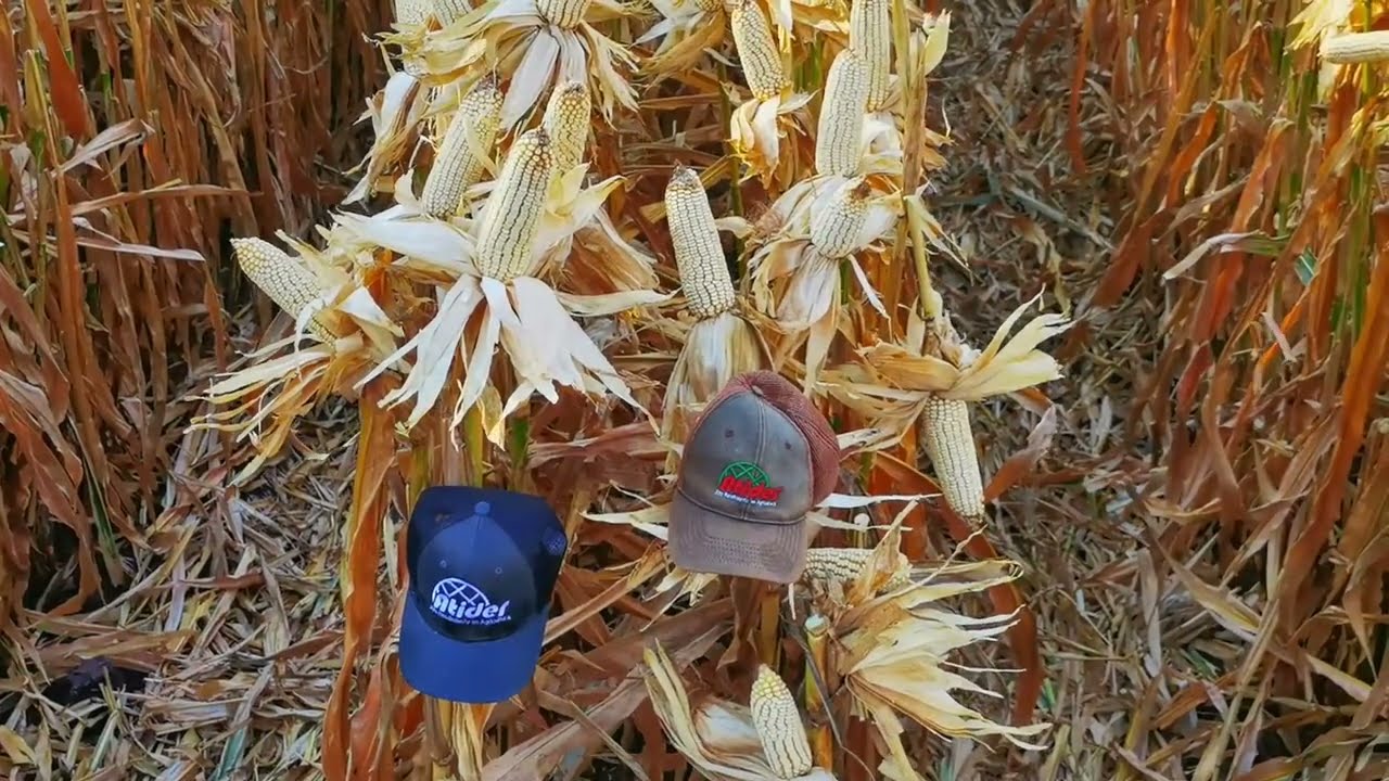 Atider maíz alto rendimiento parcela de 23 ton/ha junio 2021