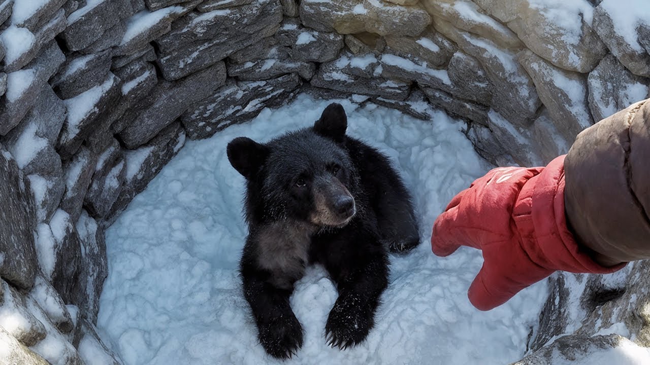 A Baby Bear Trapped in a Frozen Well - A Mountain Rescue