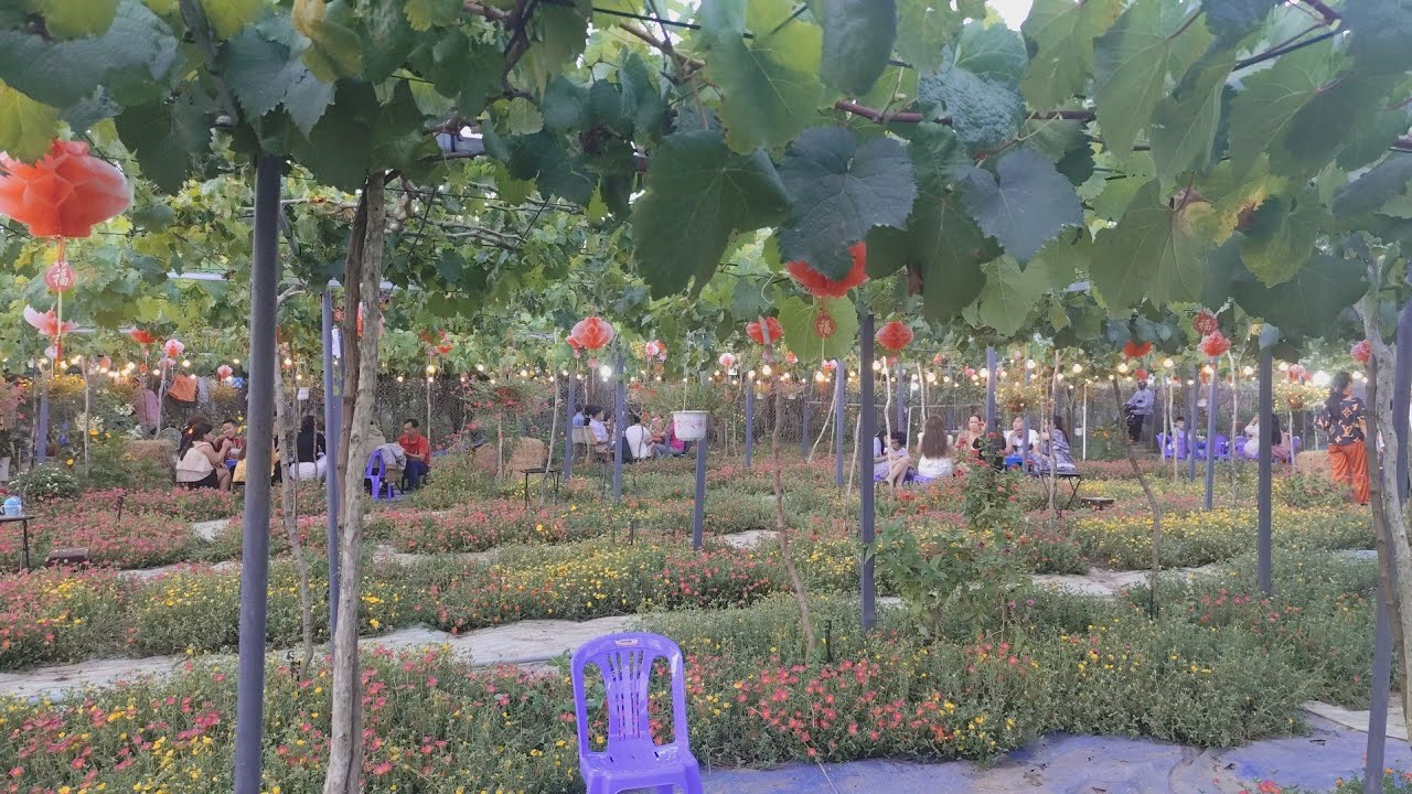 12 _ Cà phê vườn nho ở Tân Long _ Đồng Tháp 