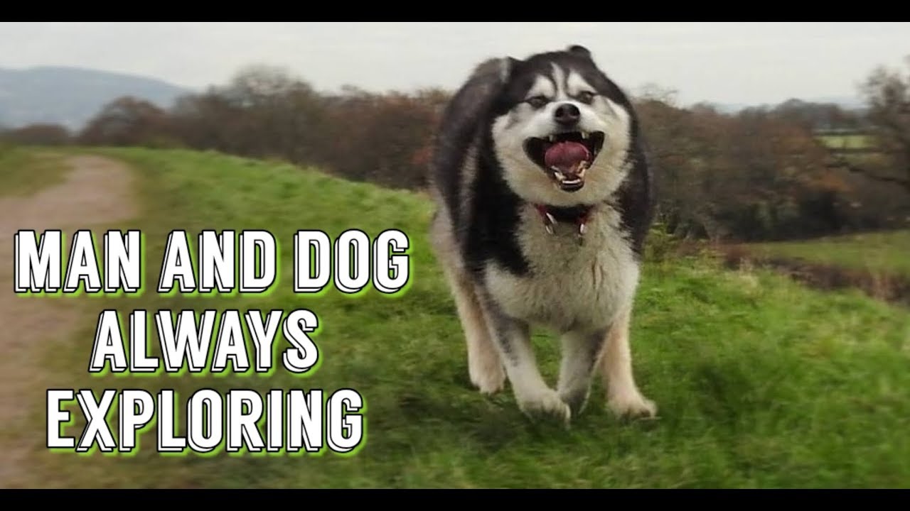 Exploring with a daily wander, Man and dog Van life