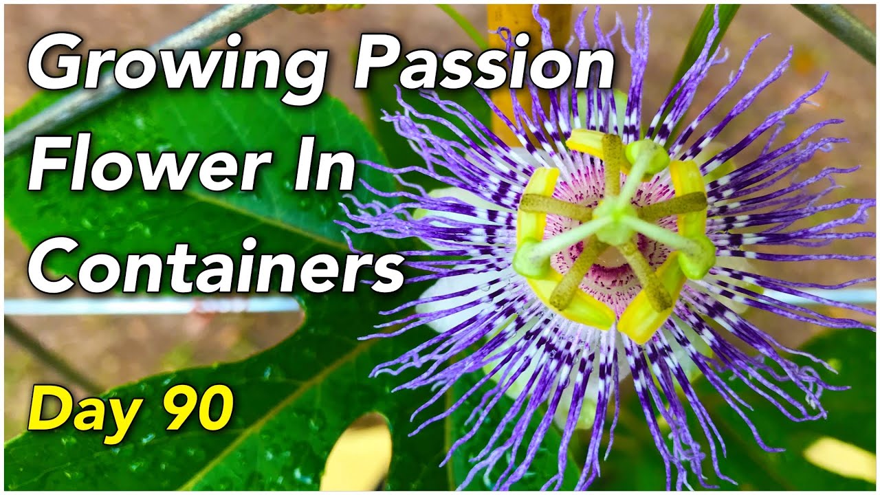 Growing Passion Flower In Containers | Day 90