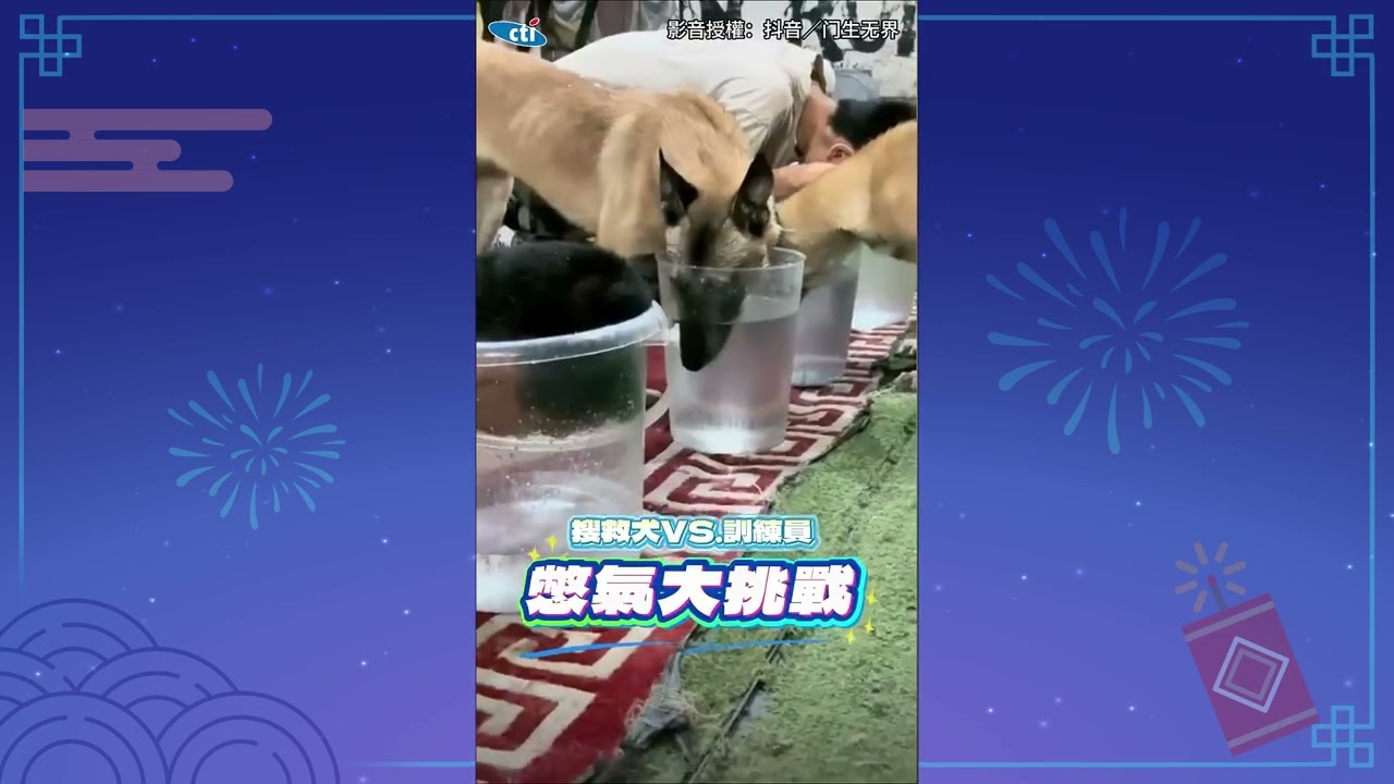 萌寵魅力無法擋！2025人類和動物的爆笑互動精選