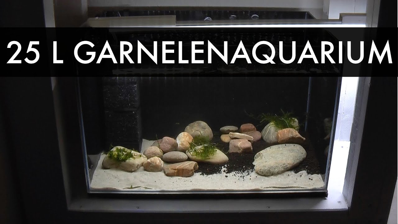 25 Liter Garnelenquarium einrichten | Setup of my 6 gallons shrimp aquarium