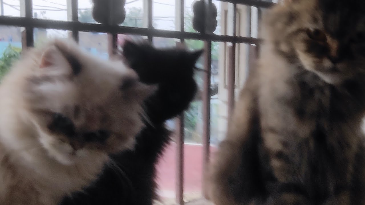 Cute Persian Cats & Kittens 🐾 is live
