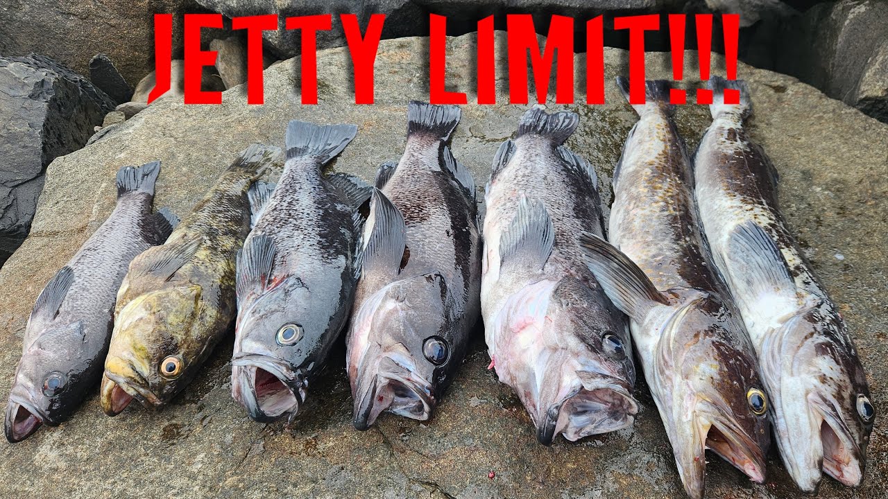 Oregon Jetty Fishing LIMIT! How to Catch, Bait, & Jig for Lingcod, Bass, Rockfish & Cabezon #jetty
