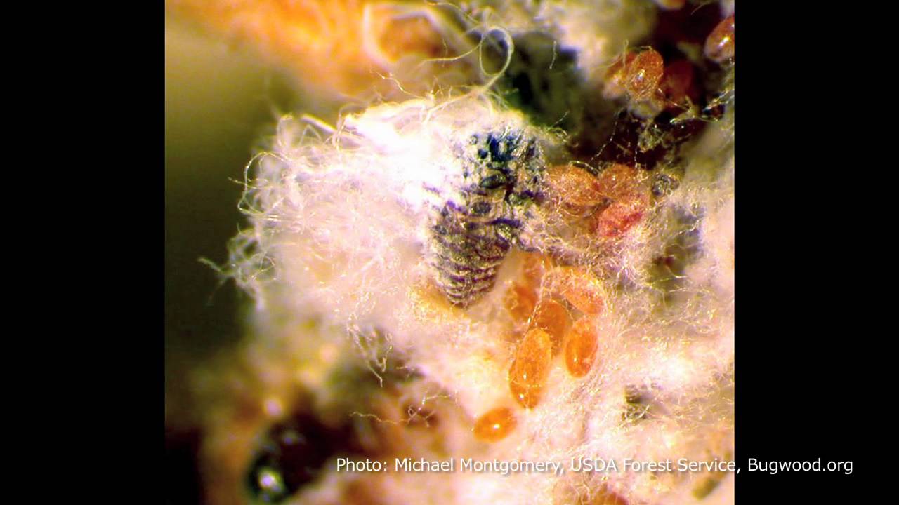 Invasive Species: Hemlock Woolly Adelgid -- David Orwig