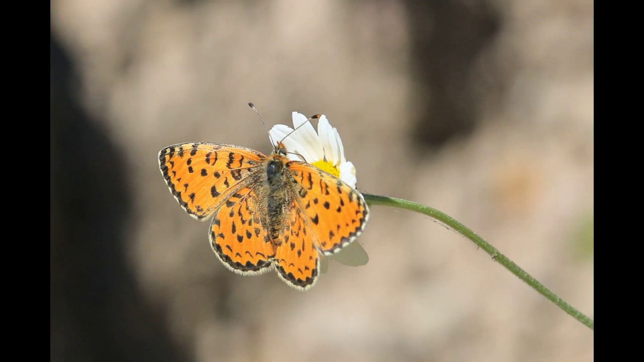 Vlinders en libellen van lesbos. Butterflies and dragonflies of Lesvos.