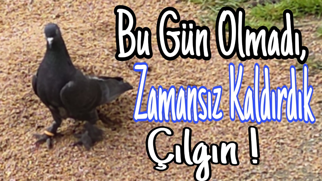 Bu Gün Olmadı, Zamansız Kaldırdık Çılgını.