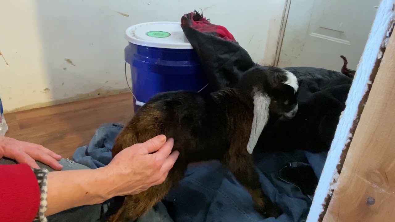 Saving a hypothermic baby goat