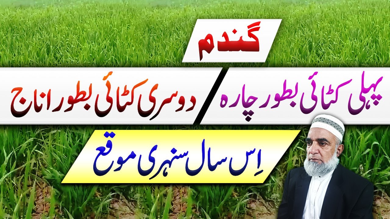 Two benefits from a single crop of wheat || Crop Reformer