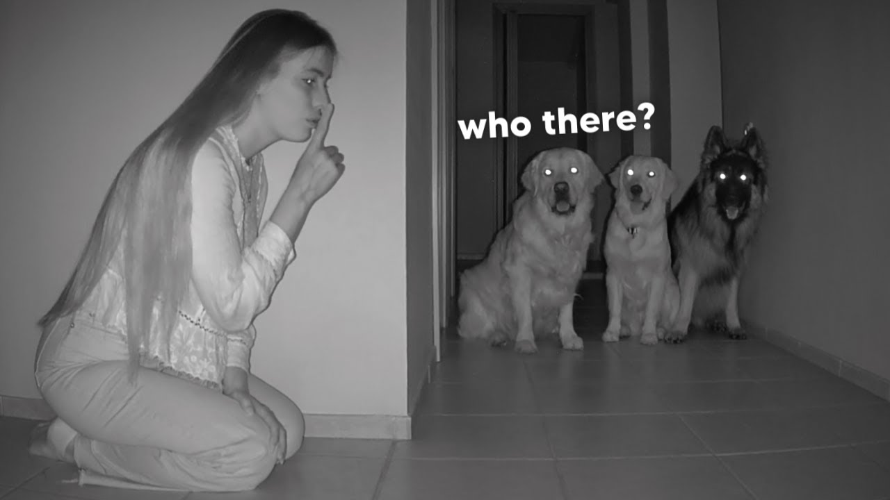 Hiding from My Dogs in Full Darkness - Part 1