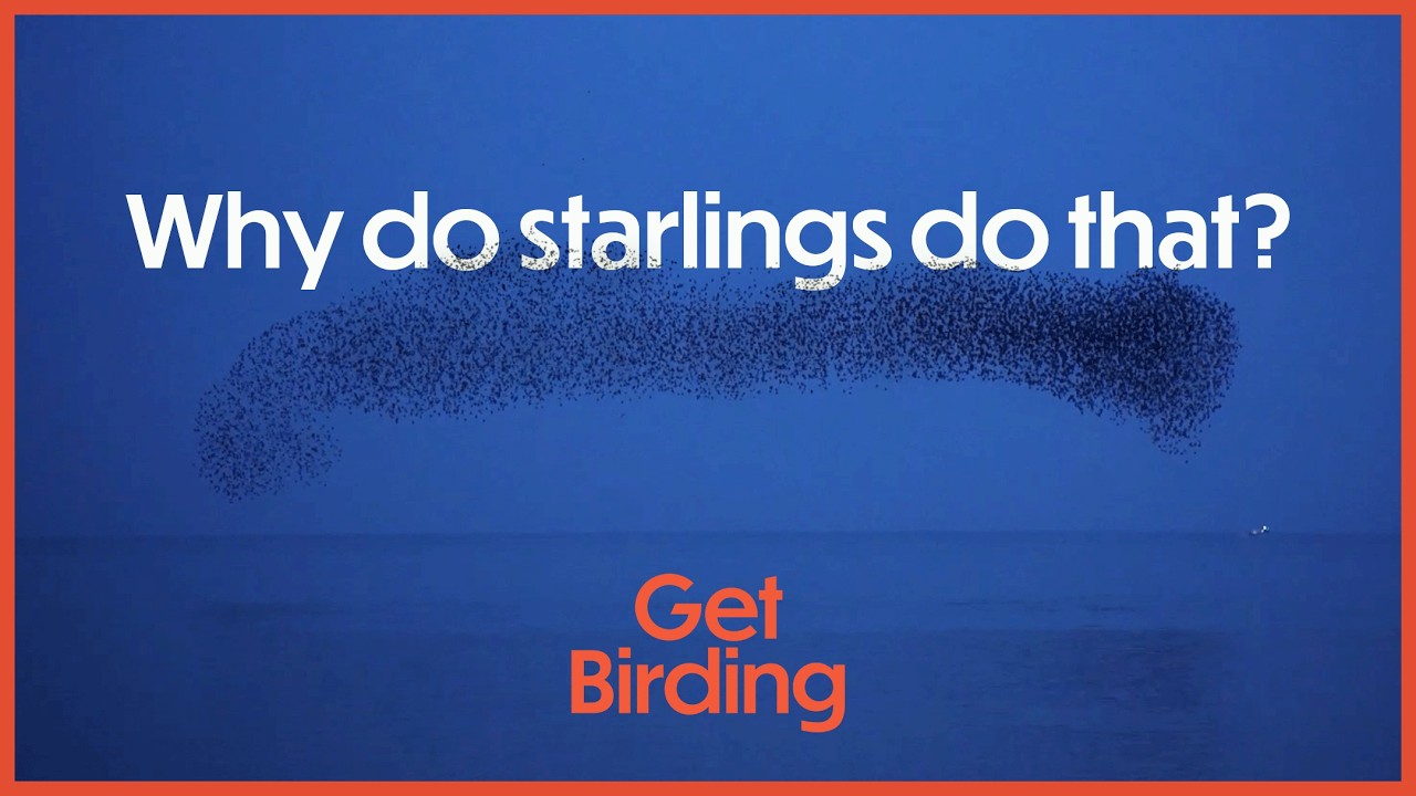 Starling Murmurations: Exploring the Phenomenon! | Get Birding Podcast