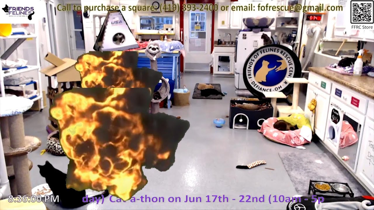 Derecho -- Astrocat!!  by StripeyD  Friends of Felines Rescue Center (FFRC)
