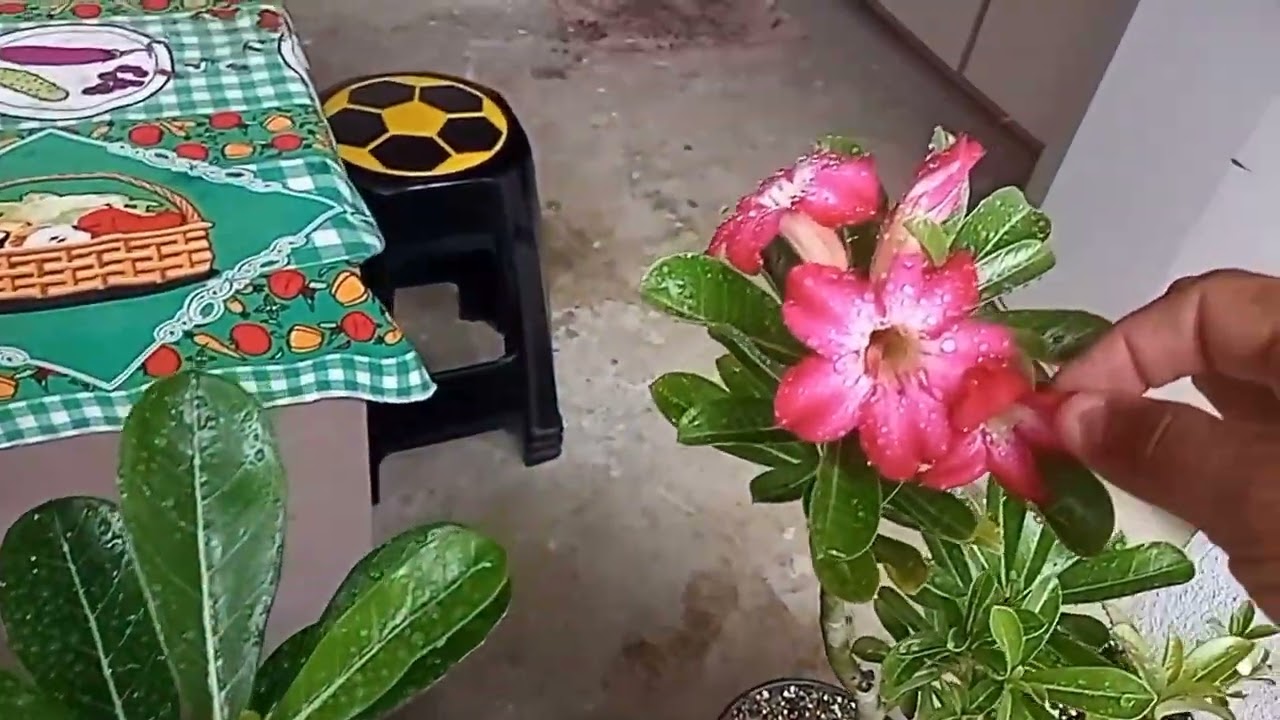 Elas receberam muita chuva nessa madrugada