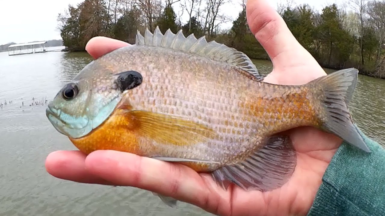 How to catch Big Bluegill on Crappie Nibbles - Beginner Bank Fishing