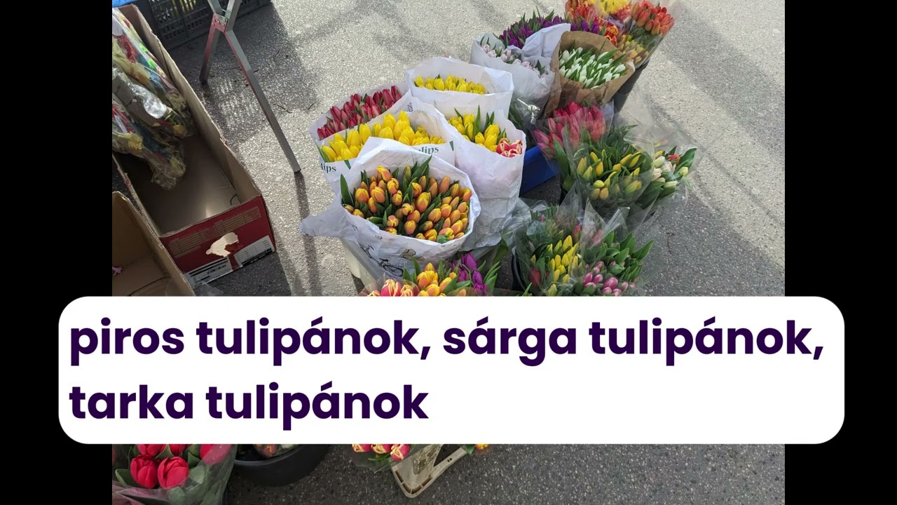 Learn Hungarian with Everyday Life | Talking about colours 🌸 #hungarianiseasywithyou  🇭🇺