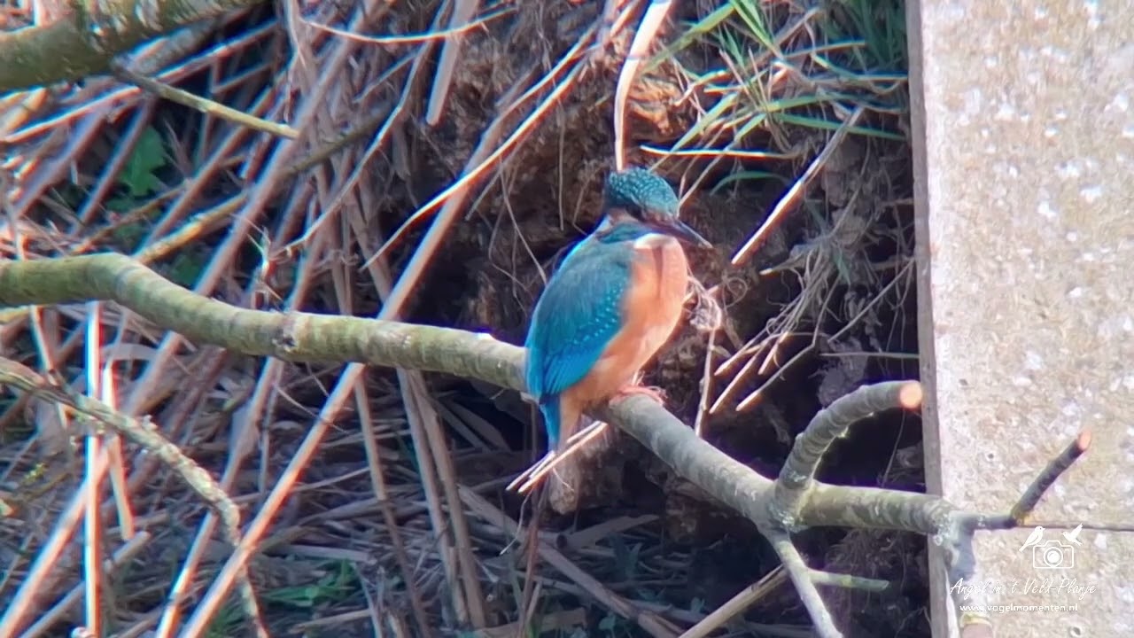 4 maart 2026 IJsvogels en ooievaars