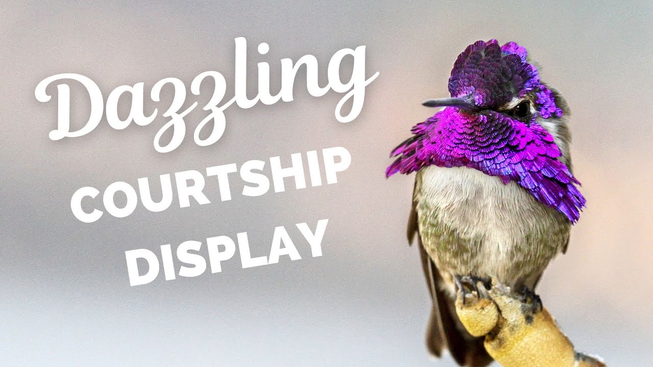 Costa's Hummingbird | A Dazzling Courtship Display!