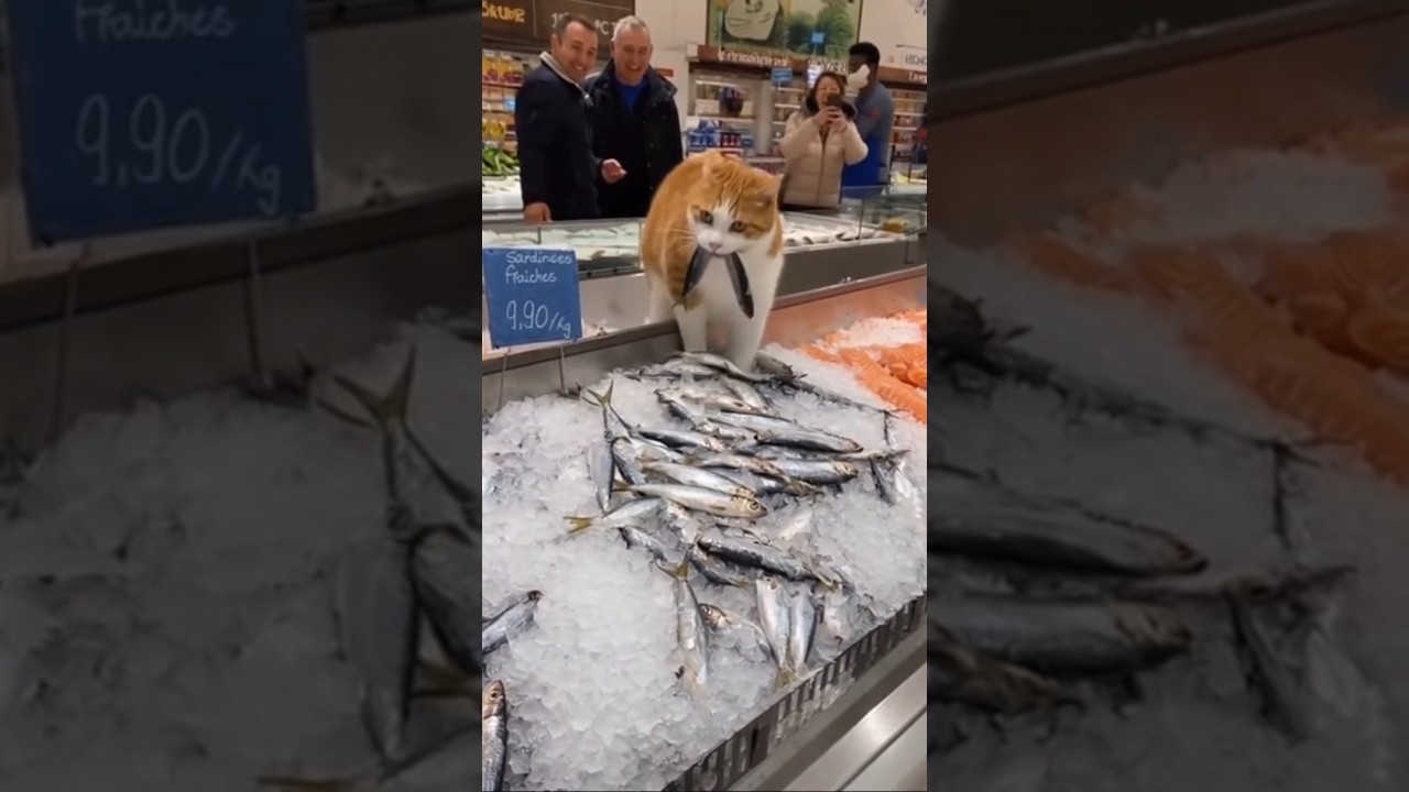 Ce chat fait rire tout le supermarch&eacute; 😹🐟 #chat #shorts #humour #viral