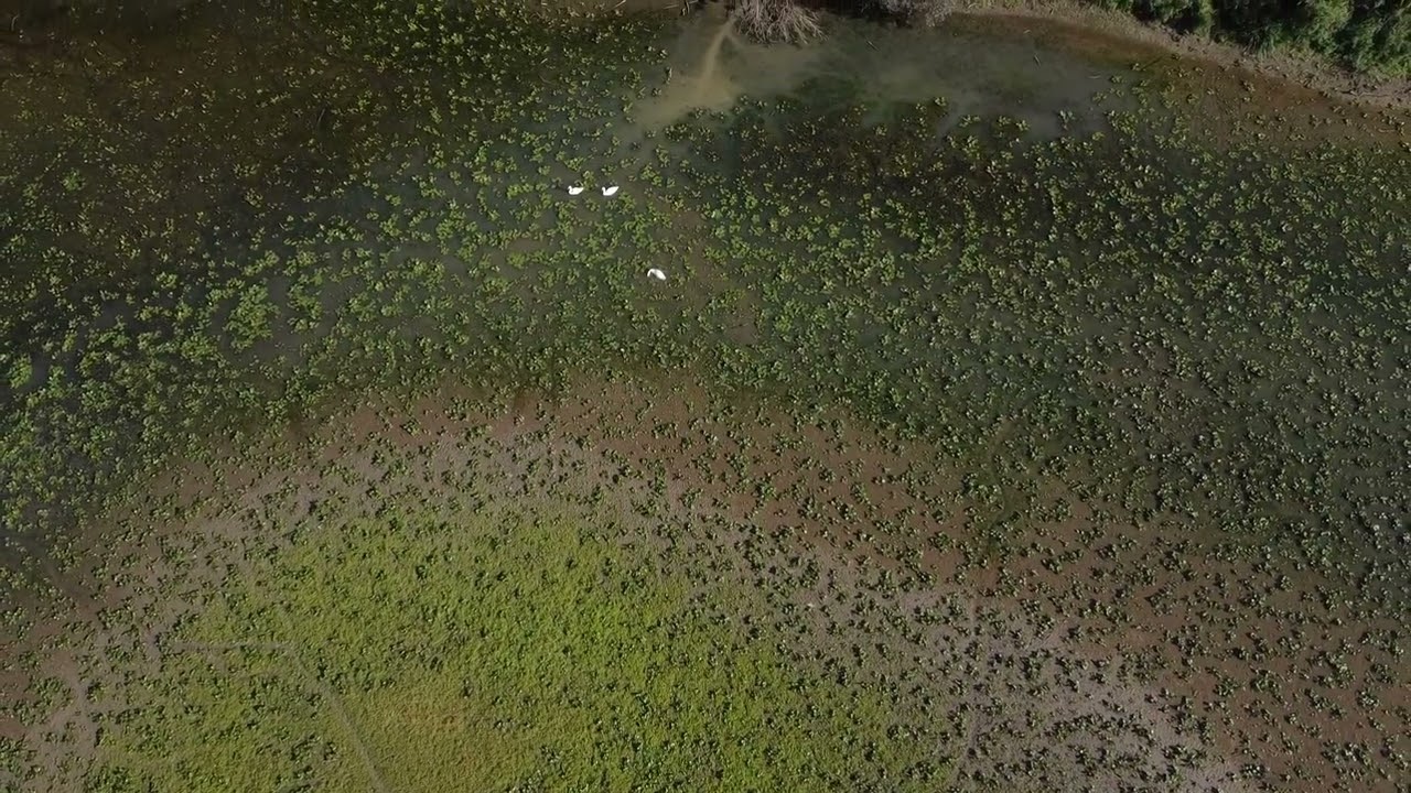 Etang d'Uchizy s&eacute;cheresse &eacute;t&eacute; 2022