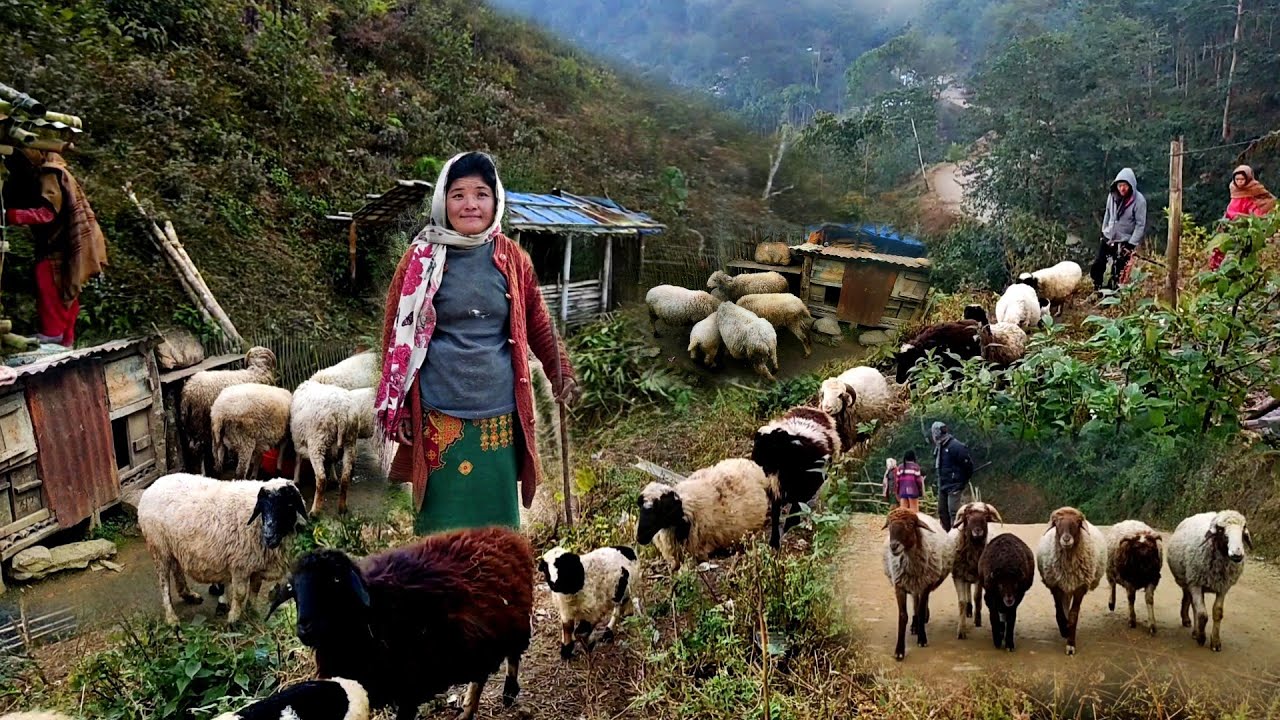 Sheep Farming In Mountain Nepali Village | Sheep Grazing Back Home | Db Limbu