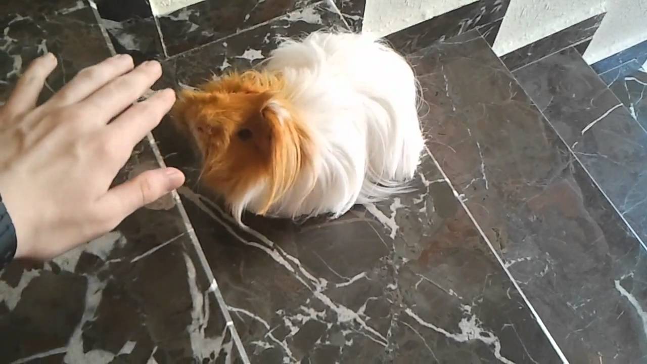 Cobaya Pelusita subiendo escaleras