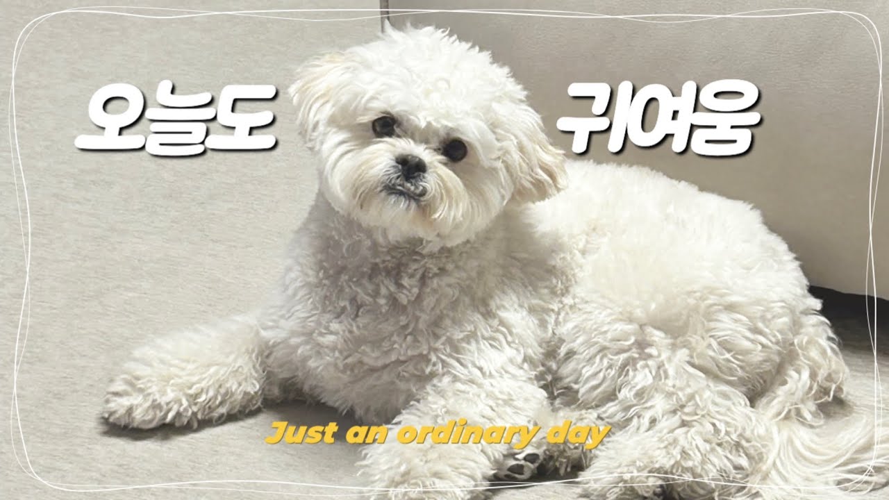 강아지랑 보내는 평범한 일상 A normal day with my dog