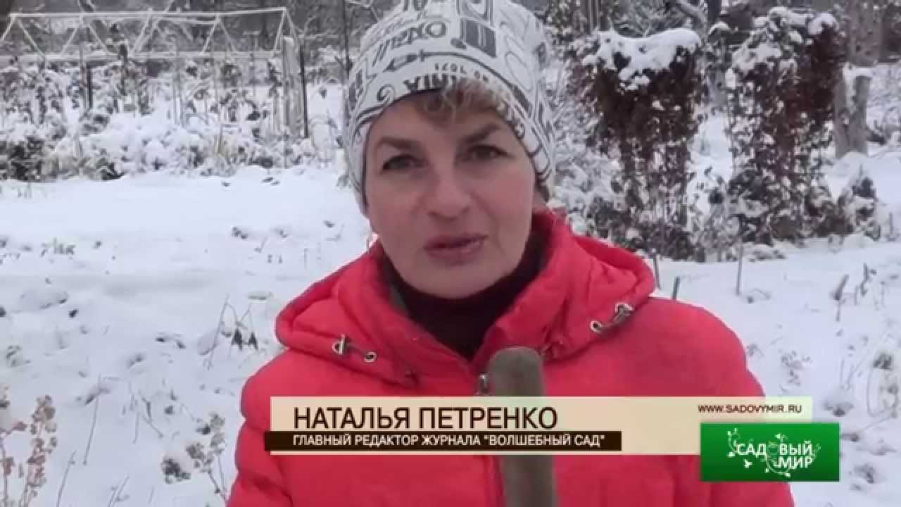 Гладиолусы из под снега. Сайт 