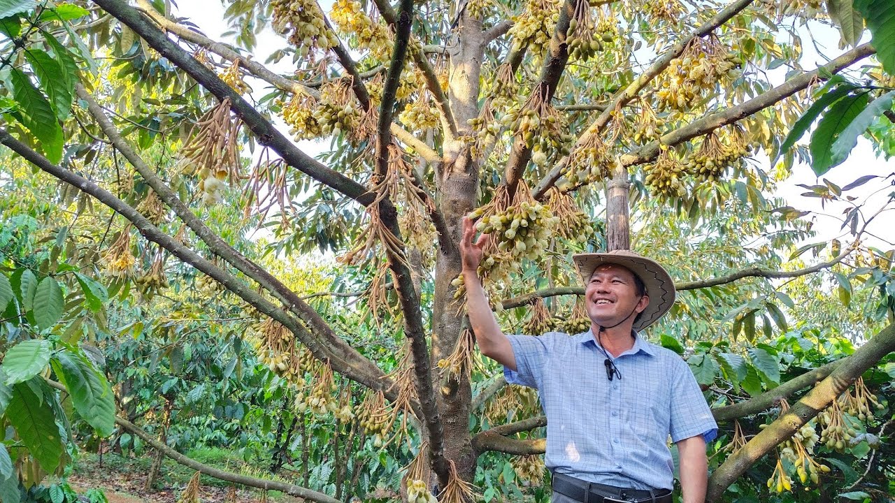 Xử lý bọ trị trên bông sầu riêng đang xổ nhụy