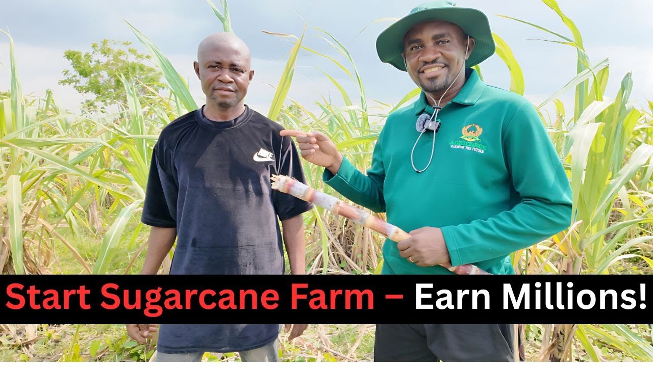 Sugarcane Farming Exposed: Real Costs vs Real Income