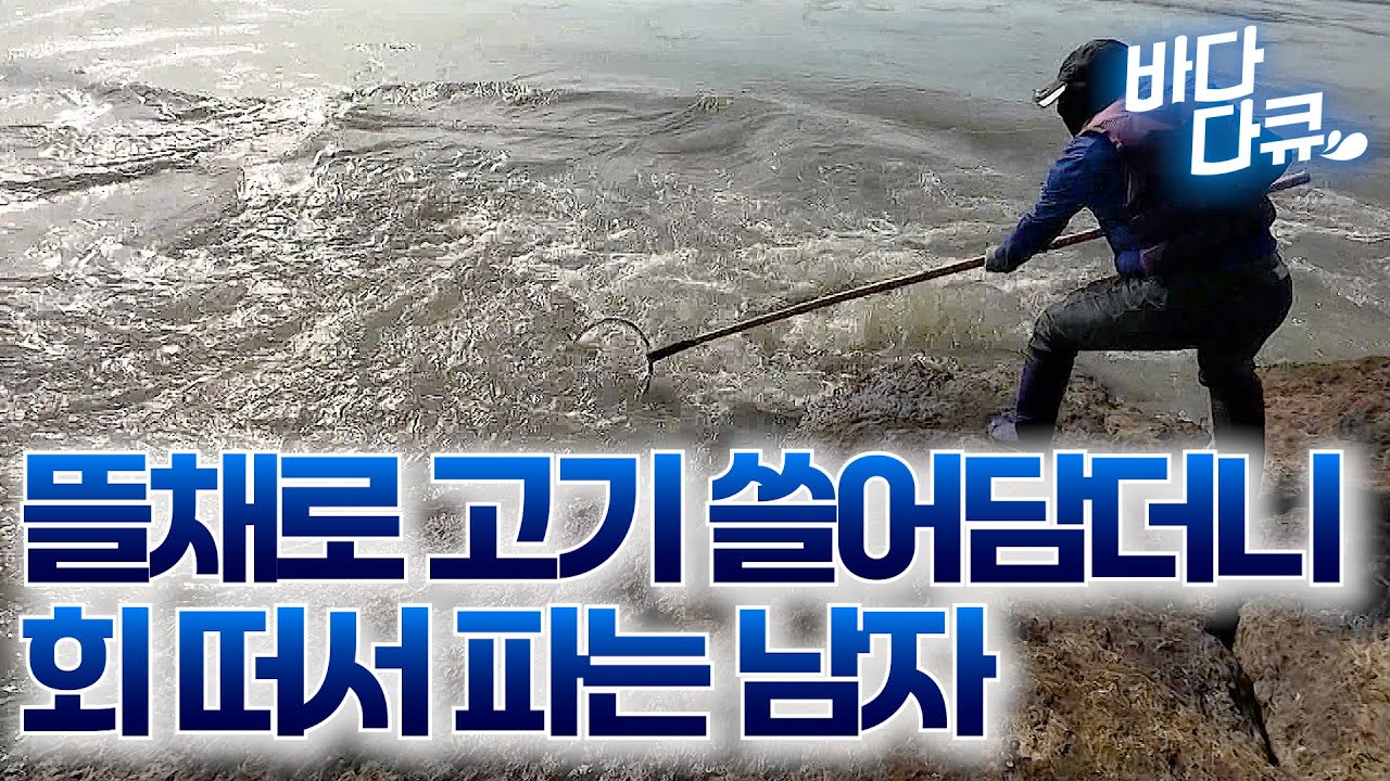 딱 1년 배웠어요. 한 번에 10마리씩 잡더니 회 떠서 팔러 가는 남자 / #바다다큐