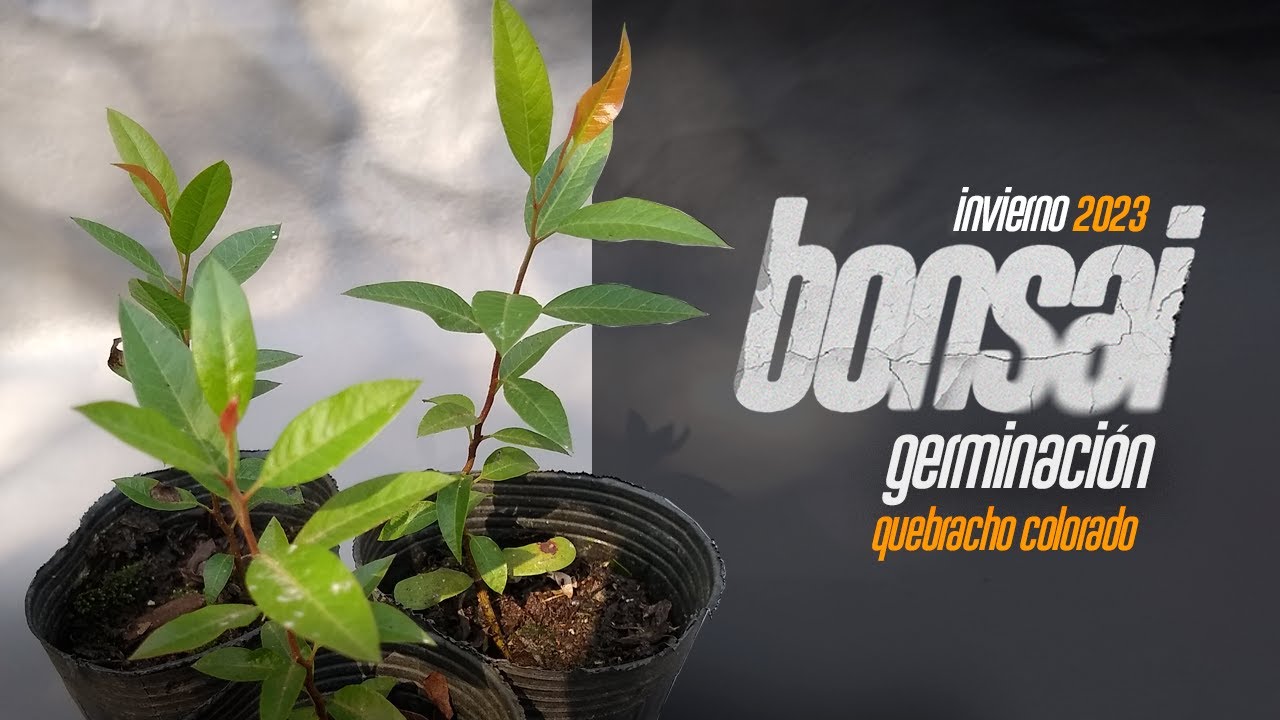 Germinación QUEBRACHO COLORADO Chaqueño | GENERALIDADES | repicado de plantines
