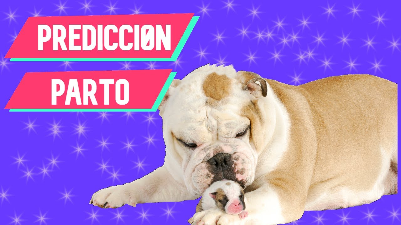 Como saber si mi perra va a entrar en PARTO