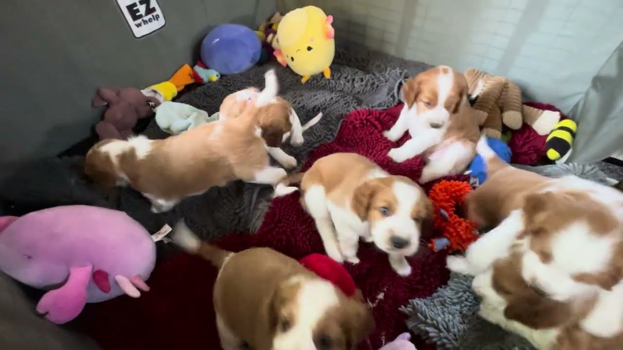 We’re fierce #dogvideos #puppyvideos #videos #dogsofyoutube #puppiesofyoutube #cutepuppyvideos 