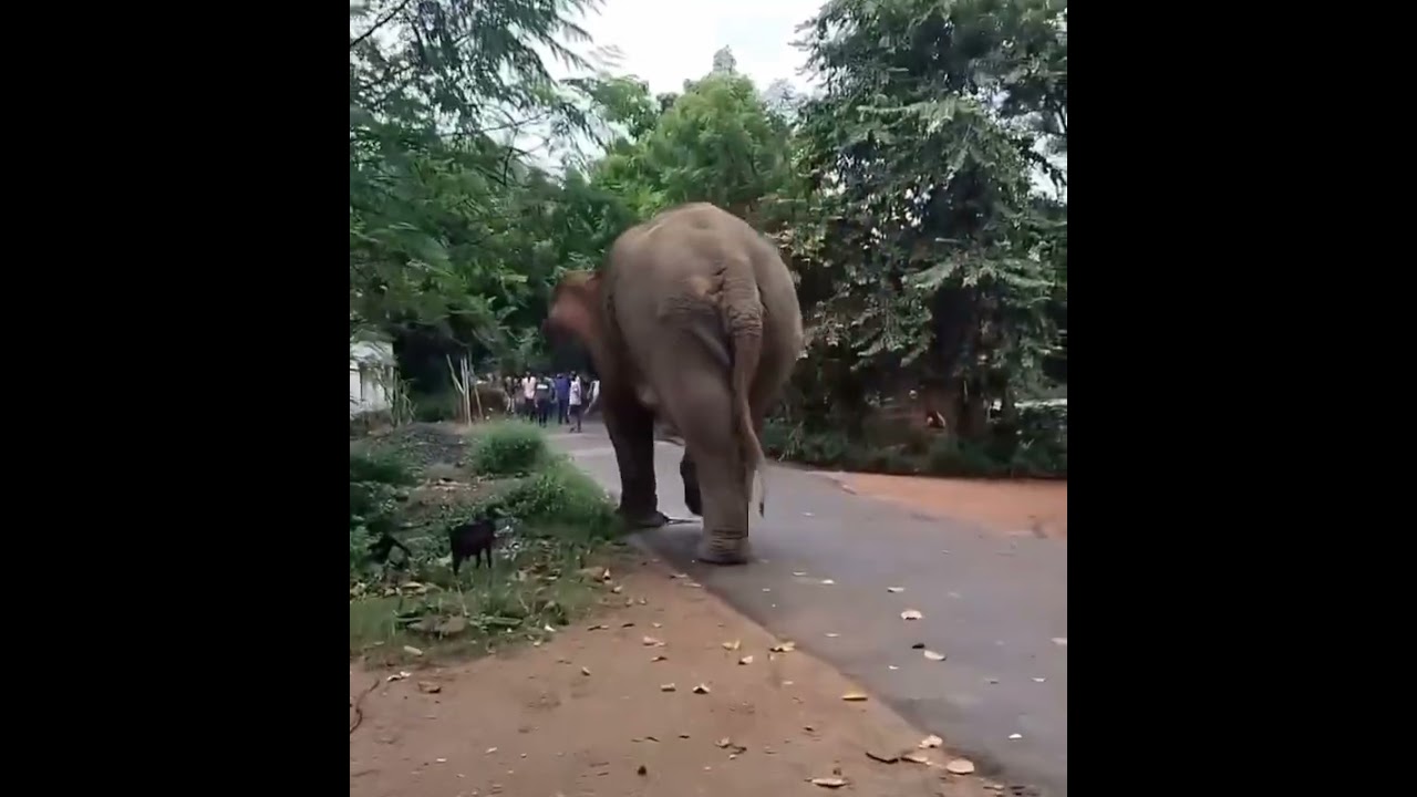 Tragedy in village 🐘💔 #humanelephantconflict #animalencounters #wildelephant #wildanimals #wildlife